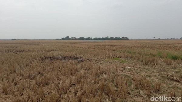 Pertanian Desa Pegagan