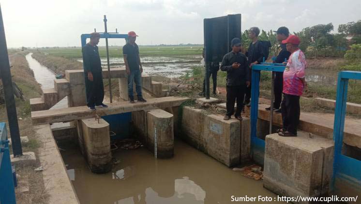 Potensi Musim Gadu (Sadon) untuk Meningkatkan Hasil Padi di Indramayu